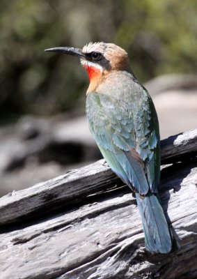 BIRD - BEE-EATER - WHITE-FRONTED BEE-EATER - MEROPS BOLLUCKOIDES - CHOBE NATIONAL PARK BOTSWANA (6).JPG