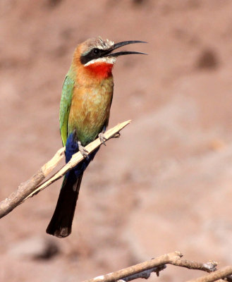 BIRD - BEE-EATER - WHITE-FRONTED BEE-EATER - MEROPS BULLOCKOIDES - CHOBE NATIONAL PARK BOTSWANA (11).JPG