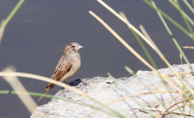 BIRD - BISHOP - SOUTHERN RED BISHOP - EUPLECTES ORIX - FEMALE - NAMIB NAUKLUFT NATIONAL PARK NAMIBIA (2).JPG