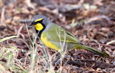 BIRD - BOKMAKIERIE - TELOPHORUS ZEYLONUS - KAROO NATIONAL PARK SOUTH AFRICA.JPG
