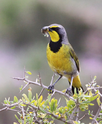 BIRD - BOKMAKIERIE - WEST COAST NATIONAL PARK SOUTH AFRICA (5).JPG