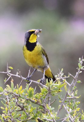 BIRD - BOKMAKIERIE - WEST COAST NATIONAL PARK SOUTH AFRICA.JPG