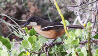 BIRD - BOUBOU - SOUTHERN BOUBOU - LANIARIUS FERRUGINEUS - DE HOOP RESERVE SOUTH AFRICA (2).JPG