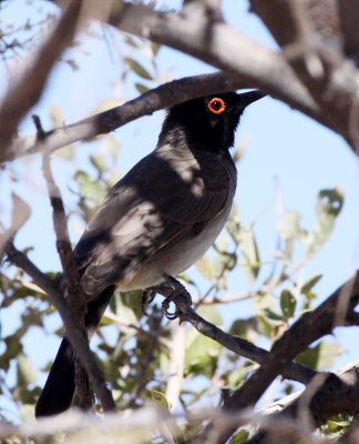 BIRD - BULBUL - AFRICAN RED-EYED BULBUL - PYCNONOTUS NIGRICANS - ETOSHA NATIONAL PARK NAMIBIA (4).JPG