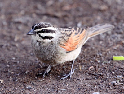 BIRD - BUNTING - CAPE BUNTING - EMBERIZA CAPENSIS - KAROO NATIONAL PARK SOUTH AFRICA.JPG