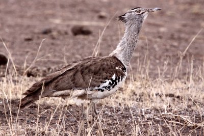 BIRD - BUSTARD - KORI BUSTARD - KRUGER NATIONAL PARK SOUTH AFRICA (19).JPG