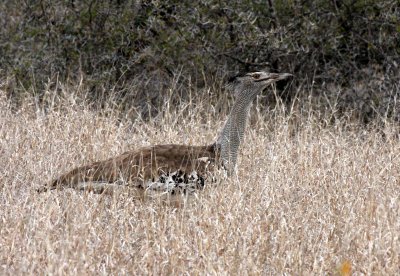 BIRD - BUSTARD - KORI BUSTARD - KRUGER NATIONAL PARK SOUTH AFRICA (9).JPG