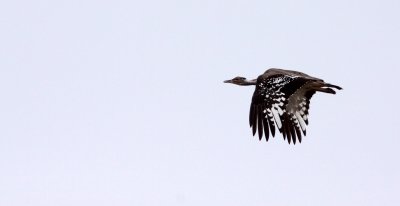 BIRD - BUSTARD - LUDWIGS BUSTARD - NEOTIS LUDWIGII - BONTEBOK NATIONAL PARK SOUTH AFRICA (15).JPG