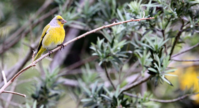 BIRD - CANARY - CAPE CANARY - SERINUS CANICOLLIS - CAPE TOWN ARBORETUM SOUTH AFRICA (8).JPG