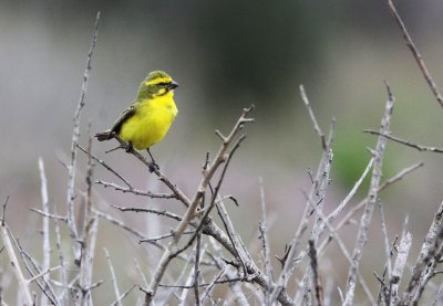 BIRD - CANARY - YELLOW CANARY - SERINUS FLAVIVENTRIS - WEST COAST NATIONAL PARK SOUTH AFRICA (2).JPG