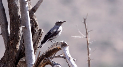 BIRD - CHAT - MOUNTAIN WHEATEAR CHAT - OENANTHE MONTICOLA - KAROO NATIONAL PARK SOUTH AFRICA (2).JPG