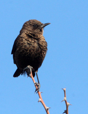 BIRD - CHAT - SOTHERN ANTEATING CHAT - MYRMECOCICHLA FORMICIVORA - ETOSHA NATIONAL PARK NAMIBIA (4).JPG
