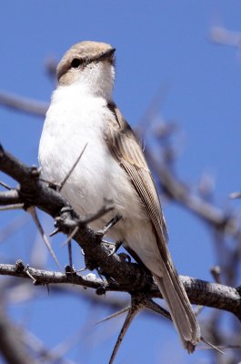 BIRD - CHAT - TRACTRAC CHAT - CERCOMELA TRACTRAC - KGALAGADI NATIONAL PARK SOUTH AFRICA (3).JPG