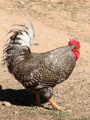 BIRD - CHICKEN - FERRAL CHICKEN - NAMAQUALAND NATIONAL PARK SOUTH AFRICA.JPG