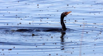 BIRD - CORMORANT - REED CORMORANT - PHALACROCORAX AFRICANUS - CHOBE NATIONAL PARK BOTSWANA (6).JPG