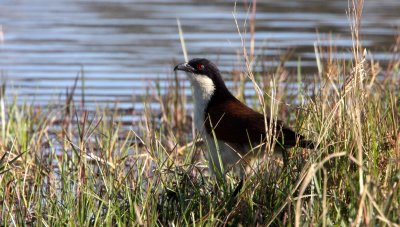 BIRD - COUCAL - COPPERY-TAILED COUCAL - CENTROPUS CUPREICAUDUS - KHWAI CAMP OKAVANGO BOTSWANA (3).JPG