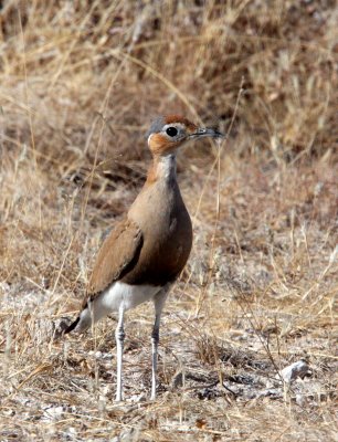 BIRD - COURSER - BURCHELL'S COURSER - CURSORIUS RUFUS - ETOSHA NATIONAL PARK NAMIBIA (10).JPG