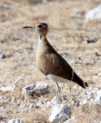 BIRD - COURSER - BURCHELLS COURSER - CURSORIUS RUFUS - ETOSHA NATIONAL PARK NAMIBIA (21).JPG