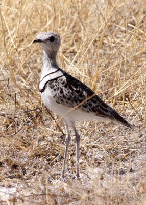 BIRD - COURSER - DOUBLE-BANDED COURSER - RHINOPTILUS AFRICANUS - ETOSHA NATIONAL PARK NAMIBIA (12).JPG