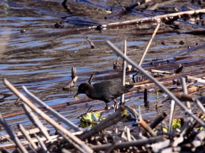 BIRD - CRAKE - BLACK CRAKE - KRUGER NATIONAL PARK SOUTH AFRICA (7).JPG