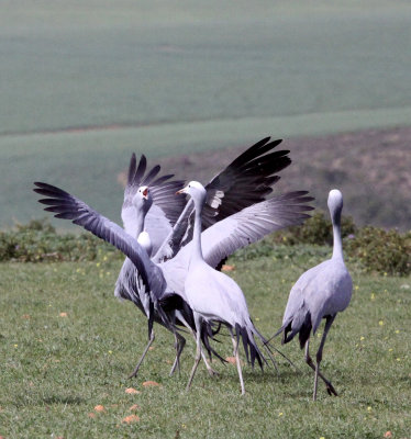 BIRD - CRANE - BLUE CRANE - ALONG GARDEN ROUTE SOUTH AFRICA (2).JPG