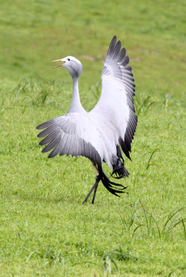 BIRD - CRANE - BLUE CRANE - GARDEN ROUTE SOUTH AFRICA (34).JPG