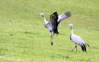 BIRD - CRANE - BLUE CRANE - GARDEN ROUTE SOUTH AFRICA (36).JPG