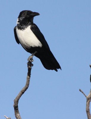 BIRD - CROW - PIED CROW - PLANET BAOBAB RESERVE KALAHARI.JPG