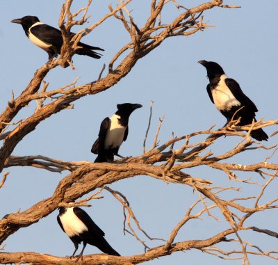BIRD - CROW - PIED CROW - SOSSUSVLEI NAMIB NAUKLUFT NATIONAL PARK NAMIBIA.JPG