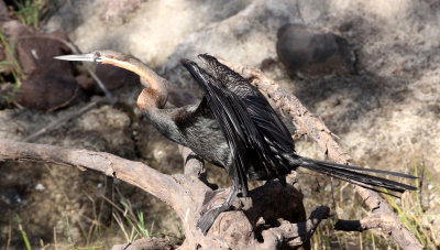 BIRD - DARTER - AFRICAN DARTER - ANHINGA RUFA - CHOBE NATIONAL PARK BOTSWANA (11).JPG