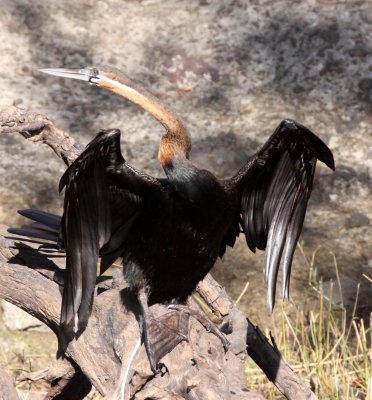 BIRD - DARTER - AFRICAN DARTER - ANHINGA RUFA - CHOBE NATIONAL PARK BOTSWANA (9).JPG