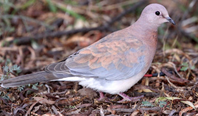 BIRD - DOVE - LAUGHING DOVE - KAROO NATIONAL PARK SOUTH AFRICA.JPG