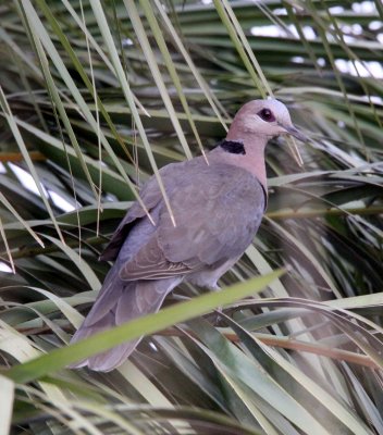 BIRD - DOVE - RED-EYED DOVE - SAINT LUCIA NATURE RESERVES SOUTH AFRICA (3).JPG