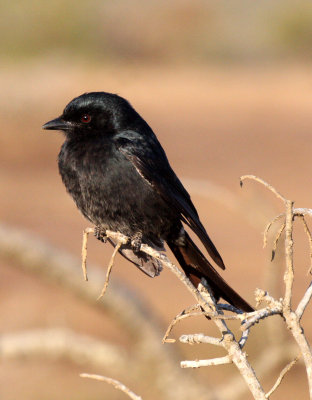 BIRD - DRONGO - FORK-TAILED DRONGO - IMFOLOZI NATIONAL PARK SOUTH AFRICA.JPG