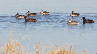 BIRD - DUCK - CAPE TEAL WITH SOUTHERN POCHARD - ETOSHA NATIONAL PARK NAMIBIA (4).JPG