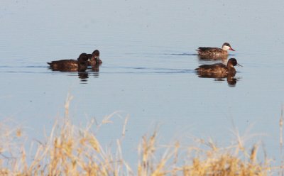 BIRD - DUCK - POCHARD - SOUTHERN POCHARD - WITH RED-BILLED TEAL - ETOSHA NATIONAL PARK NAMIBIA (4).JPG