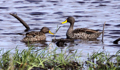 BIRD - DUCK - YELLOW-BILLED DUCK - SAINT LUCIA NATURE RESERVES SOUTH AFRICA.JPG