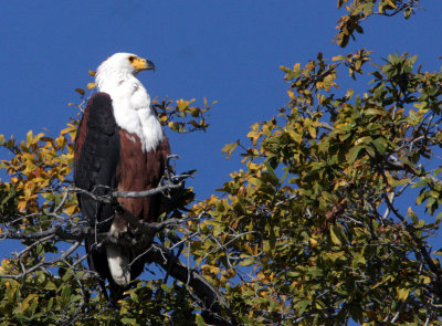 BIRD - EAGLE - AFRICAN FISH EAGLE - CHOBE NATIONAL PARK BOTSWANA (17).JPG