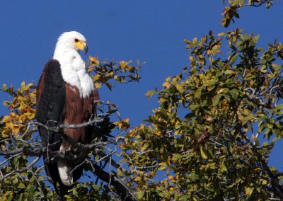 BIRD - EAGLE - AFRICAN FISH EAGLE - CHOBE NATIONAL PARK BOTSWANA (19).JPG