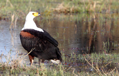 BIRD - EAGLE - AFRICAN FISH EAGLE - KHWAI CAMP OKAVANGO BOTSWANA.JPG