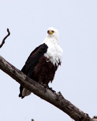 BIRD - EAGLE - AFRICAN FISH EAGLE - SAINT LUCIA NATURE RESERVES SOUTH AFRICA (7).JPG