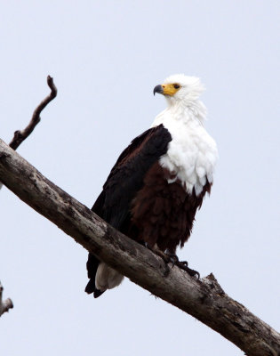 BIRD - EAGLE - AFRICAN FISH EAGLE - SAINT LUCIA NATURE RESERVES SOUTH AFRICA (8).JPG