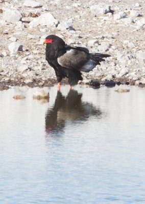 BIRD - EAGLE - BATELEUR - ETOSHA NATIONAL PARK NAMIBIA (16).JPG