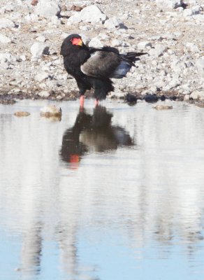BIRD - EAGLE - BATELEUR - ETOSHA NATIONAL PARK NAMIBIA (18).JPG