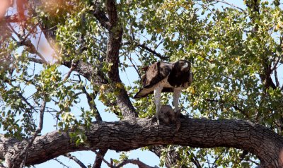 BIRD - EAGLE - MARTIAL EAGLE - KRUGER NATIONAL PARK SOUTH AFRICA (9).JPG