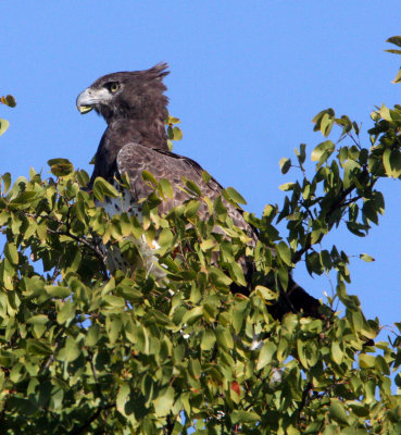 BIRD - EAGLE - MARTIAL EAGLE - POLEMAETUS BELLICOSUS - KRUGER NATIONAL PARK SOUTH AFRICA (3).JPG