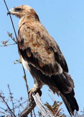 BIRD - EAGLE - TAWNY EAGLE - ETOSHA NATIONAL PARK NAMIBIA (8).JPG