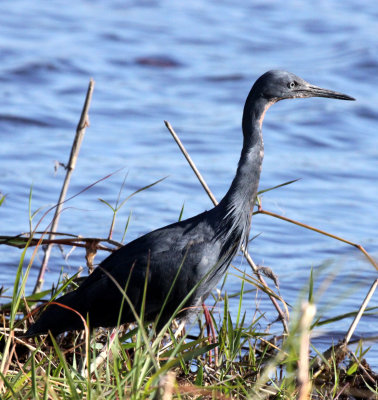 BIRD - EGRET - SLATY EGRET - EGRETTA VINACEIGULA - CHOBE NATIONAL PARK BOTSWANA (4).JPG