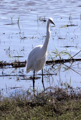 BIRD - EGRET - GREAT EGRET - EGRETTA ALBA - CHOBE NATIONAL PARK BOTSWANA (5).JPG