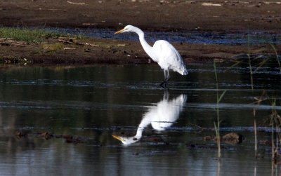 BIRD - EGRET - GREAT EGRET - EGRETTA ALBA - SAINT LUCIA NATURE RESERVES SOUTH AFRICA (2).JPG